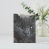 Carte Postale Kitten détendu (Debout devant)