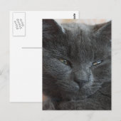 Carte Postale Kitten détendu (Devant / Derrière)