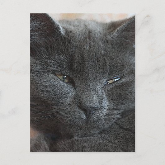 Carte Postale Kitten détendu (Devant)