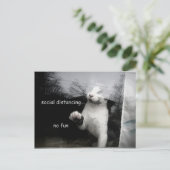 Carte Postale Kitten Distances Sociales (Debout devant)