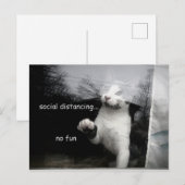 Carte Postale Kitten Distances Sociales (Devant / Derrière)