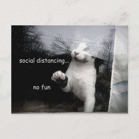 Carte Postale Kitten Distances Sociales (Devant)