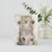 Carte Postale Kitten dormant sur un tapis blanc, haut (Debout devant)