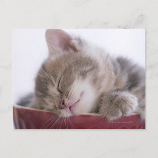 Carte Postale Kitten Dormir dans le Bowl 2 (Devant)