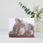 Carte Postale Kitten Dormir dans le Bowl 2 (Debout devant)