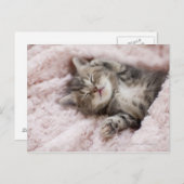 Carte Postale Kitten Dormir sur la serviette (Devant / Derrière)