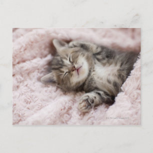 Carte Postale Kitten Dormir sur la serviette