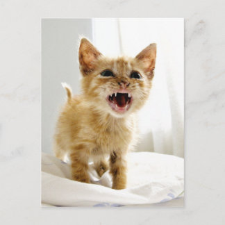 Carte Postale Kitten en colère