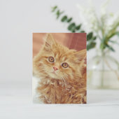 Carte Postale Kitten en neige (Debout devant)