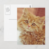 Carte Postale Kitten en neige (Devant / Derrière)