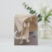 Carte Postale Kitten En regardant dans l'abîme d'un sac (Debout devant)