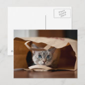 Carte Postale Kitten en sac d'alimentation (Devant / Derrière)