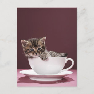 Carte Postale Kitten en tasse et soucoupe