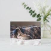 Carte Postale Kitten endormi (Debout devant)