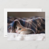 Carte Postale Kitten endormi (Devant / Derrière)