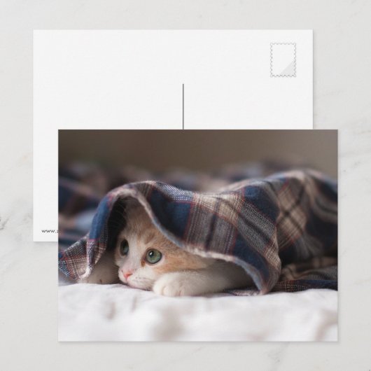 Carte Postale Kitten endormi (Devant / Derrière)