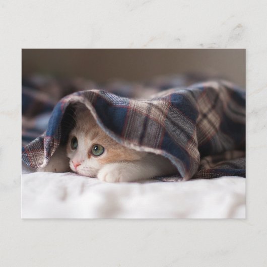 Carte Postale Kitten endormi (Devant)