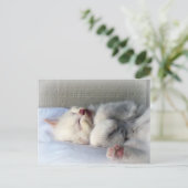 Carte Postale Kitten endormi (Debout devant)