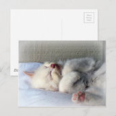 Carte Postale Kitten endormi (Devant / Derrière)