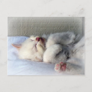 Carte Postale Kitten endormi