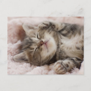 Carte Postale Kitten endormi