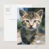 Carte Postale Kitten extérieur (Devant / Derrière)