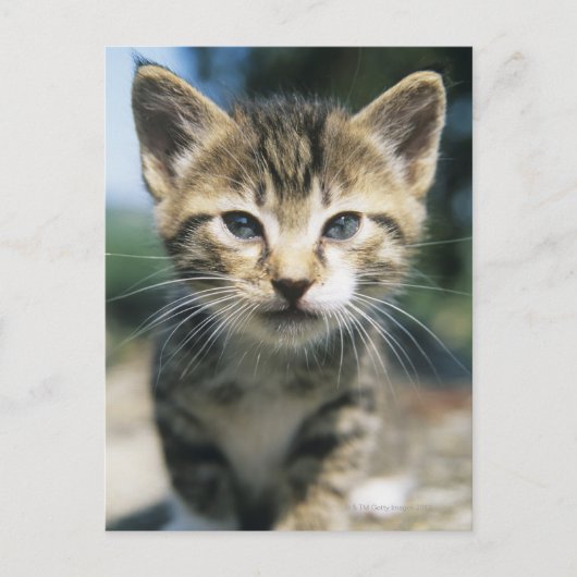 Carte Postale Kitten extérieur (Devant)
