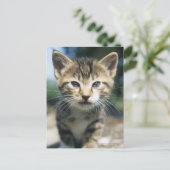 Carte Postale Kitten extérieur (Debout devant)