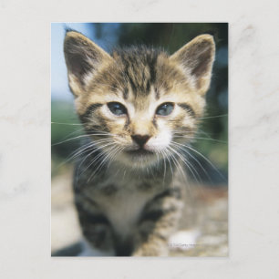 Carte Postale Kitten extérieur