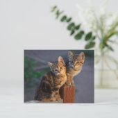 Carte Postale Kitten Friends (Debout devant)