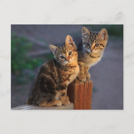 Carte Postale Kitten Friends (Devant)