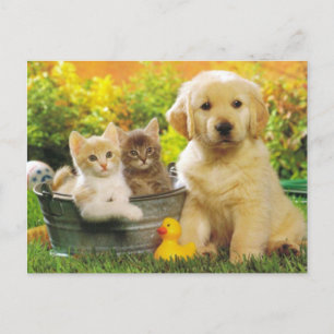 Carte Postale Kitten & Golden Retriever Chien Chien Chien Blanc