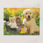 Carte Postale Kitten & Golden Retriever Chien Chien Chien Blanc  (Devant)