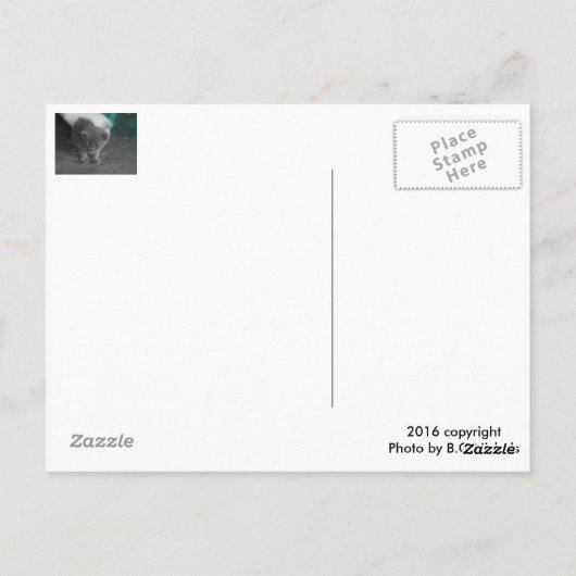 Carte Postale Kitten gris (Dos)