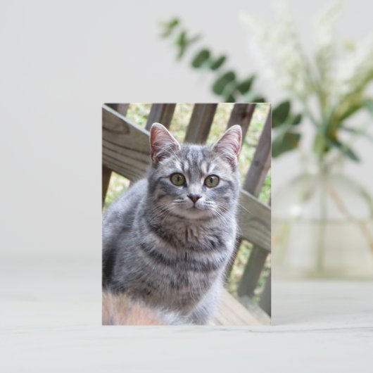Carte Postale Kitten gris (Debout devant)