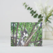 Carte Postale Kitten In A Tree Pencil Art, (Debout devant)