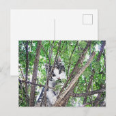 Carte Postale Kitten In A Tree Pencil Art, (Devant / Derrière)