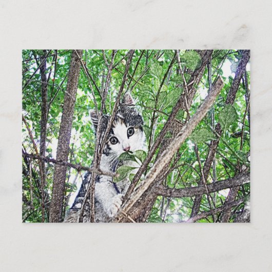 Carte Postale Kitten In A Tree Pencil Art, (Devant)
