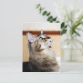 Carte postale Kitten - Maine Coon Cat (Debout devant)