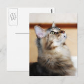 Carte postale Kitten - Maine Coon Cat (Devant / Derrière)