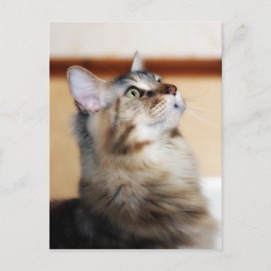 Carte postale Kitten - Maine Coon Cat (Devant)