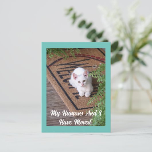 Carte postale Kitten Moving (Debout devant)