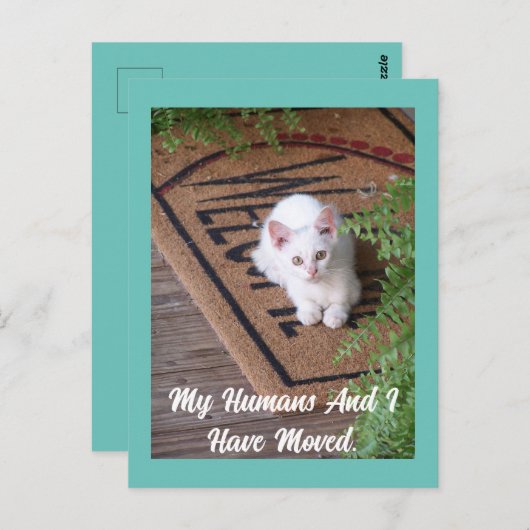 Carte postale Kitten Moving (Devant / Derrière)