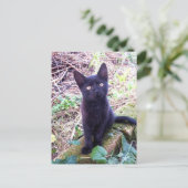 Carte Postale Kitten noir (Debout devant)