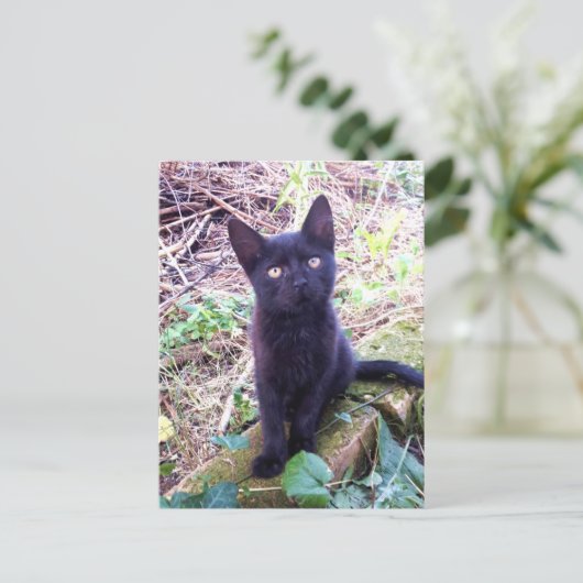 Carte Postale Kitten noir (Debout devant)