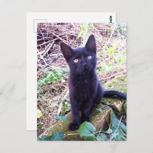 Carte Postale Kitten noir (Devant / Derrière)