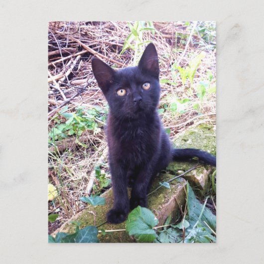 Carte Postale Kitten noir (Devant)