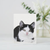 Carte postale Kitten noir blanc réfléchi (Debout devant)