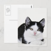 Carte postale Kitten noir blanc réfléchi (Devant / Derrière)