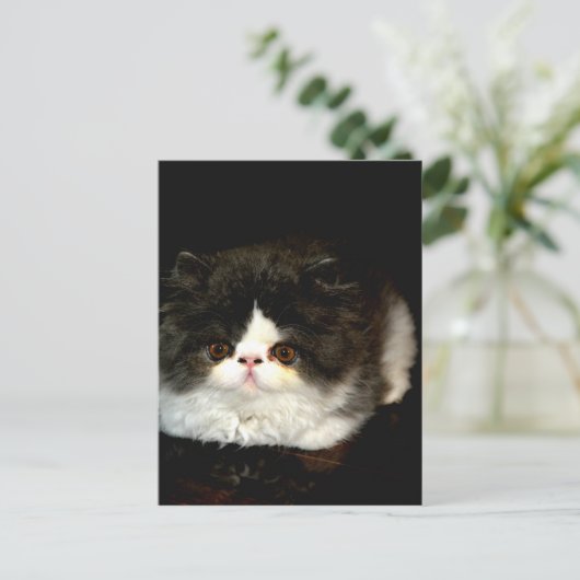 Carte Postale Kitten noir et blanc (Debout devant)